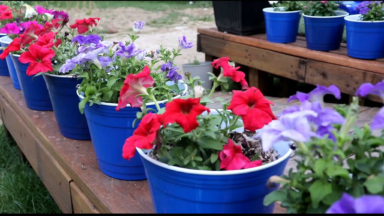 Menanam Petunia || menyiapkan Media Tanam || Gardening at the U.S
