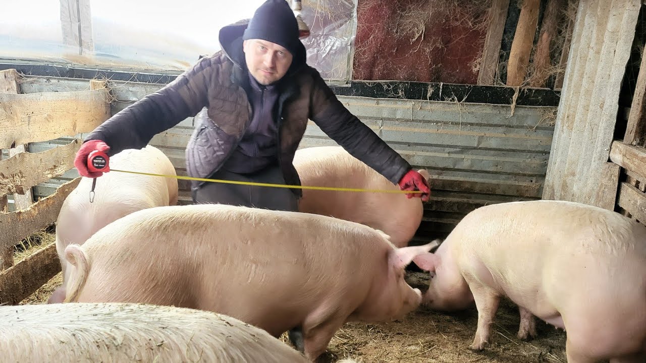 ‼️Останні наші поросята 🐖😢 в Україні з нуля розвиватися НЕМОЖЛИВО ‼️#farmer #farming #pig #cow 