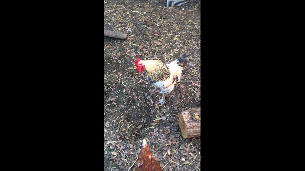 Coq brahma qui chante