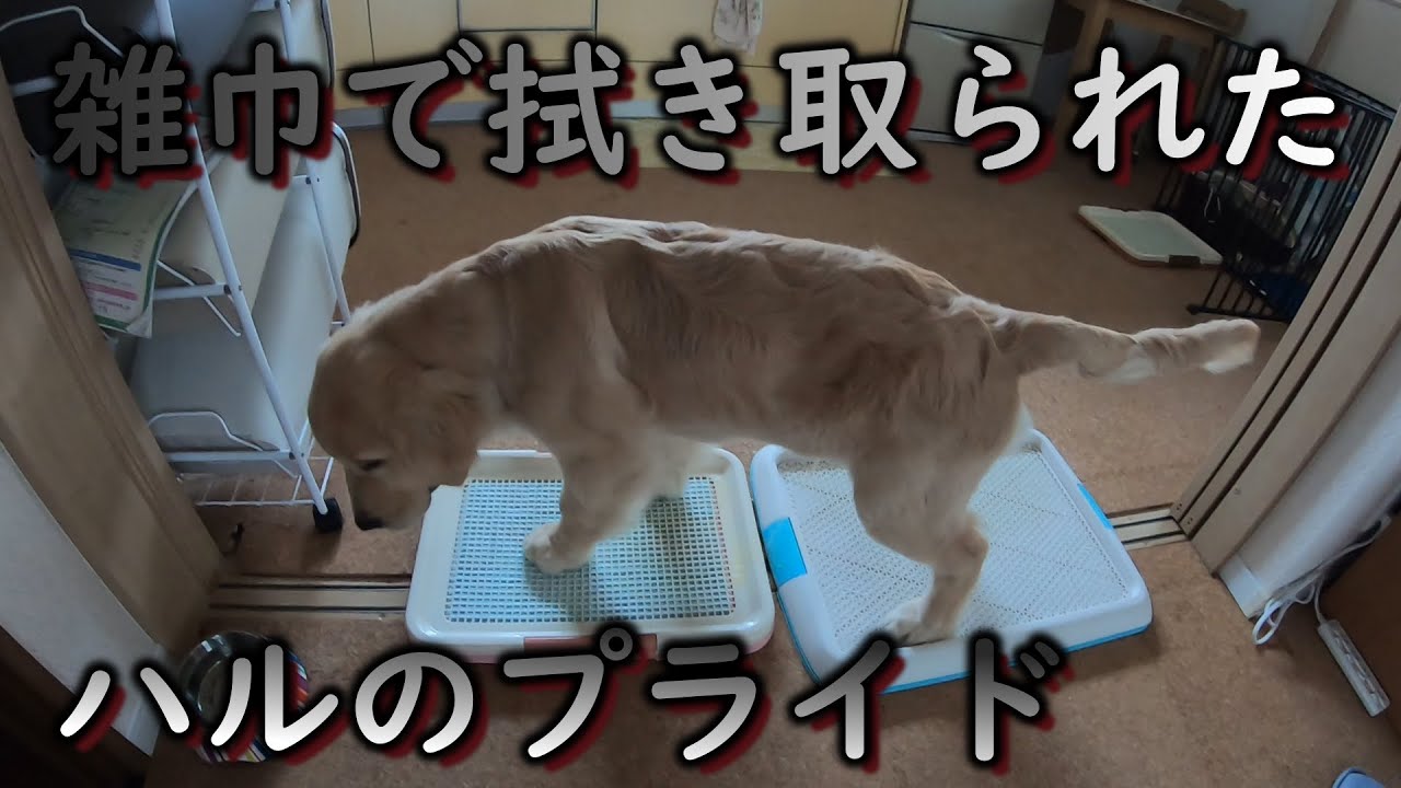 ルールにのっとっておしっこをしたにもかかわらず、飼い主にブツブツ言われご立腹のハル