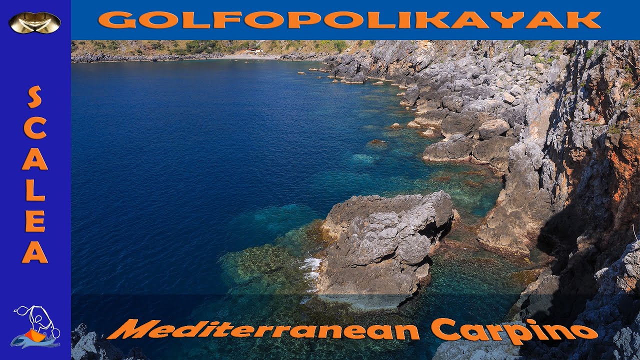 Scalea:  Mediterranean Carpino (Parco Marino Regionale RIVIERA dei CEDRI)