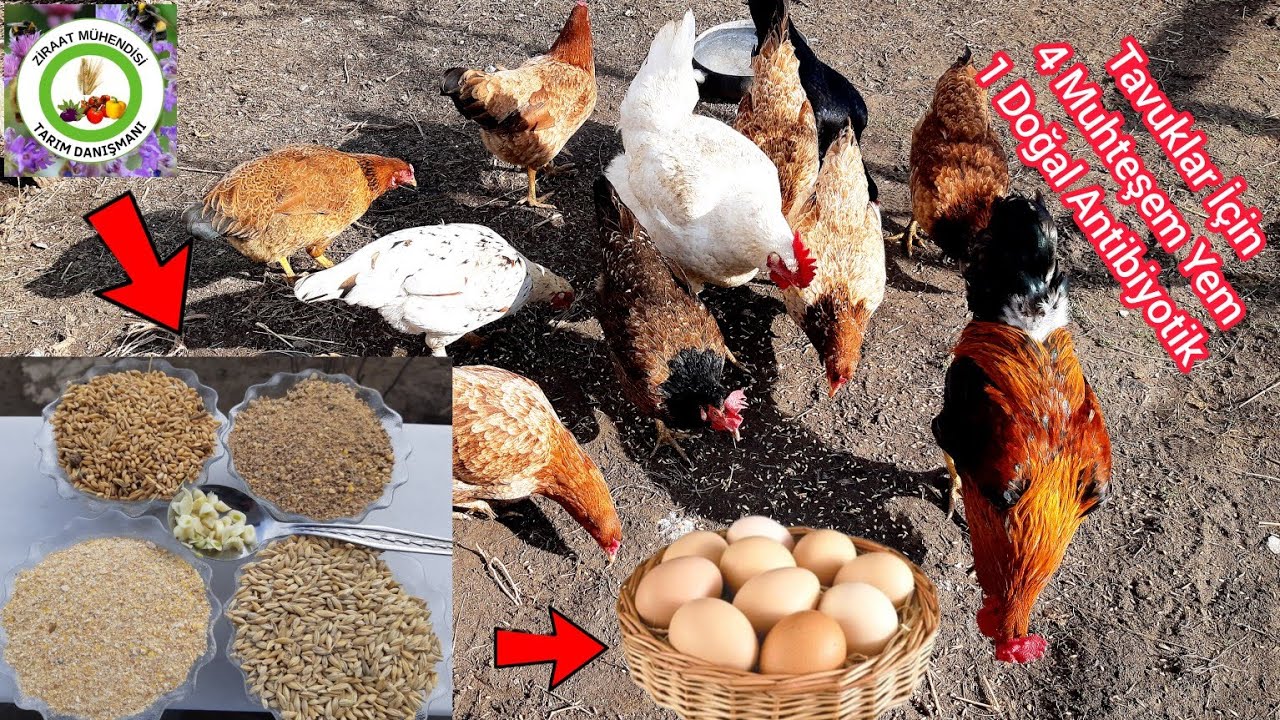 Yumurta Yapmayan Tavuğa Bu Yemleri Verince Hergün Yumurta Yapıyor🐔Bunu Verin Tavuklar Hasta Olmuyor🐓