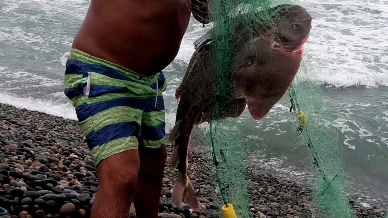 Hombre PESCA  Angelote  Pez &Aacute;ngel y Lenguado de Orilla  con Red
