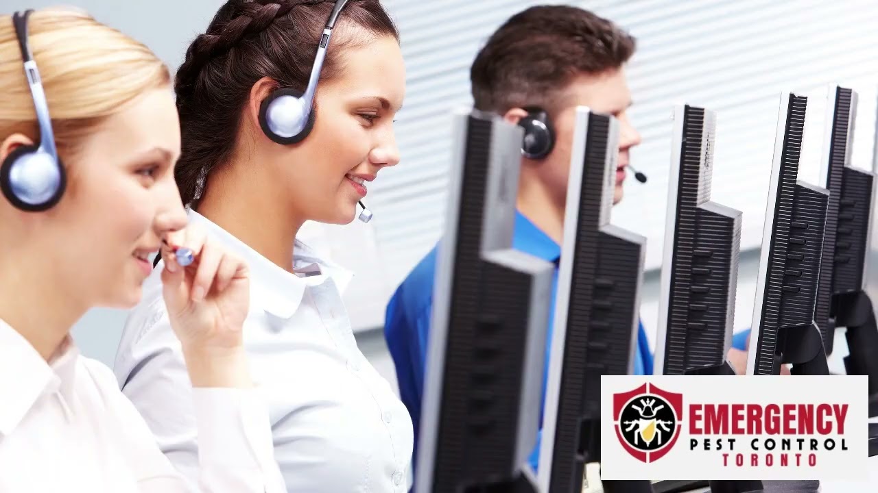 Pest Control Service- Toronto Emergency Pest Control