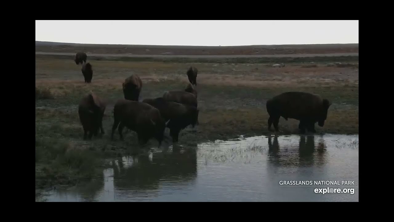 Bison enjoying the watering hole - explore.org - Grasslands National Park 