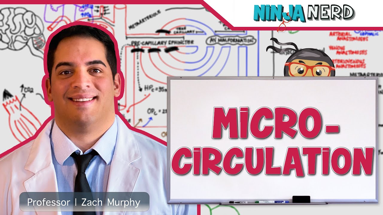 Cardiovascular | Microcirculation