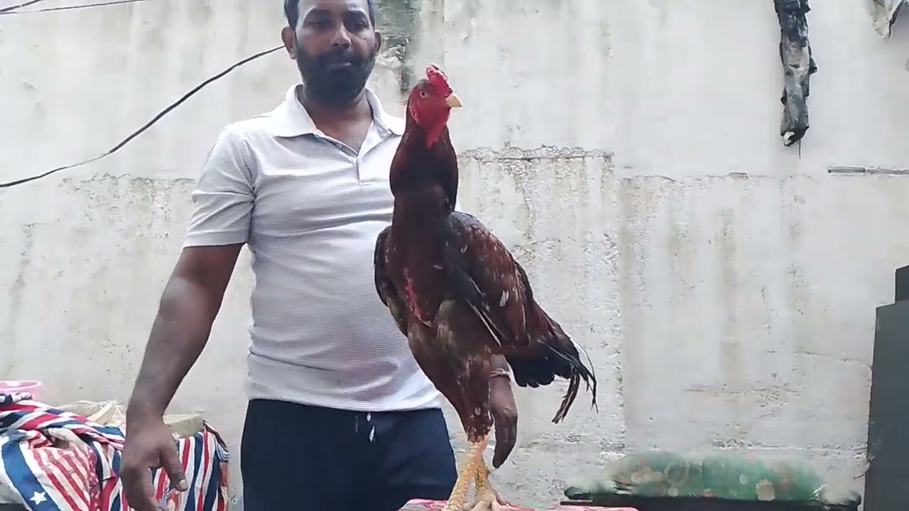 उस्ताद कालू खलीफा दिल्ली से, aseel मुर्गो की बेहतरीन नसल