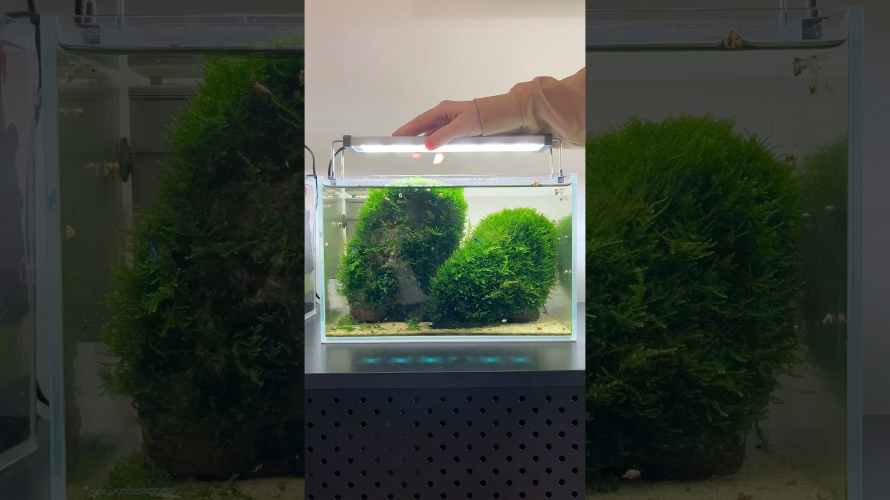 Massively Overgrown Moss Trim 