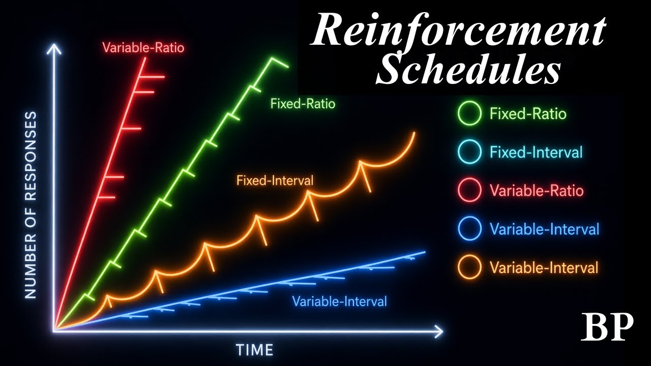 What are the Reinforcement Schedules in Operant Conditioning?