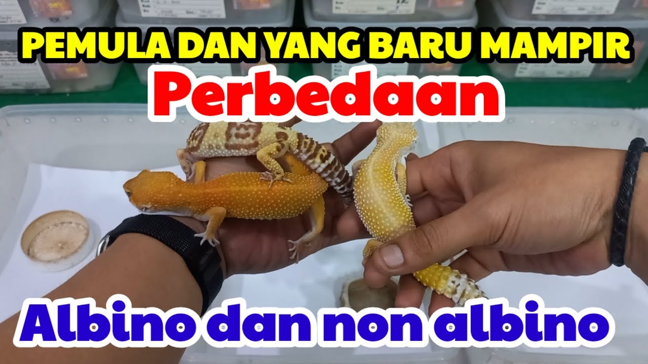 HUSUS PEMULA,MEMBEDAKAN GECKO ALBINO DAN NON ALBINO  