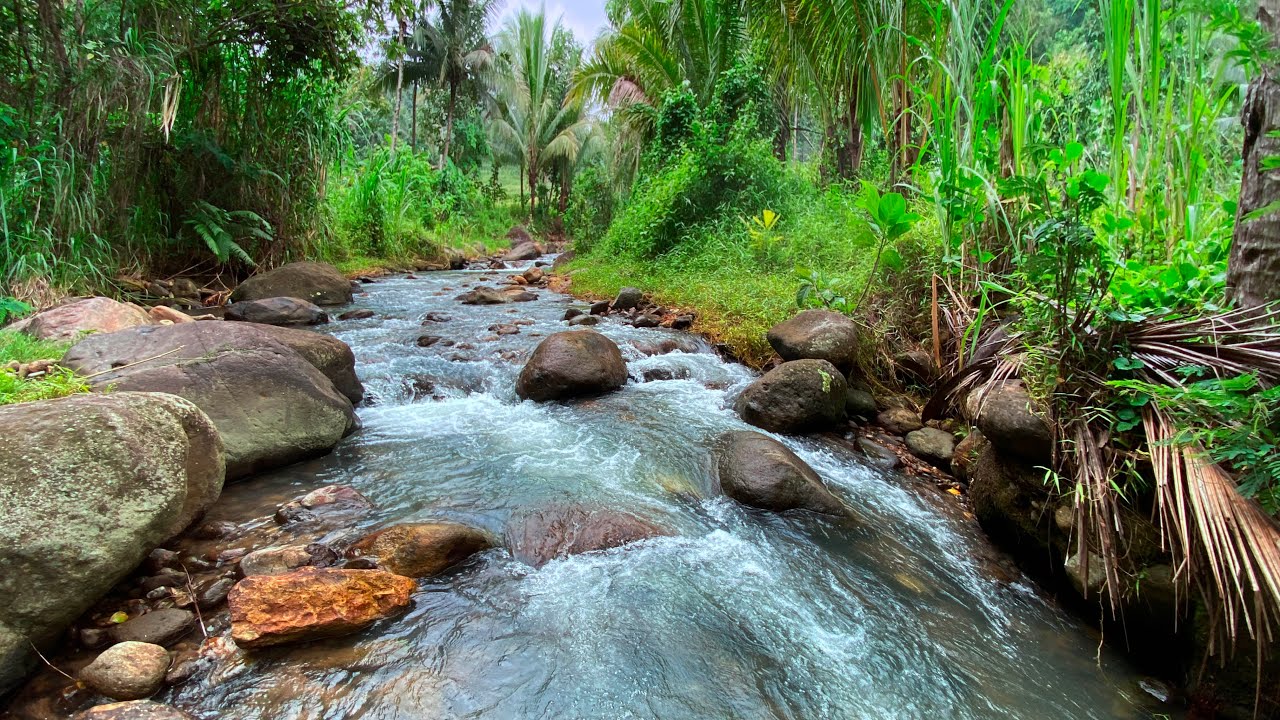 Relieve & Goodbye Stress with Calming River Sounds Surrounded by Palm Trees and Flowing Over Stones