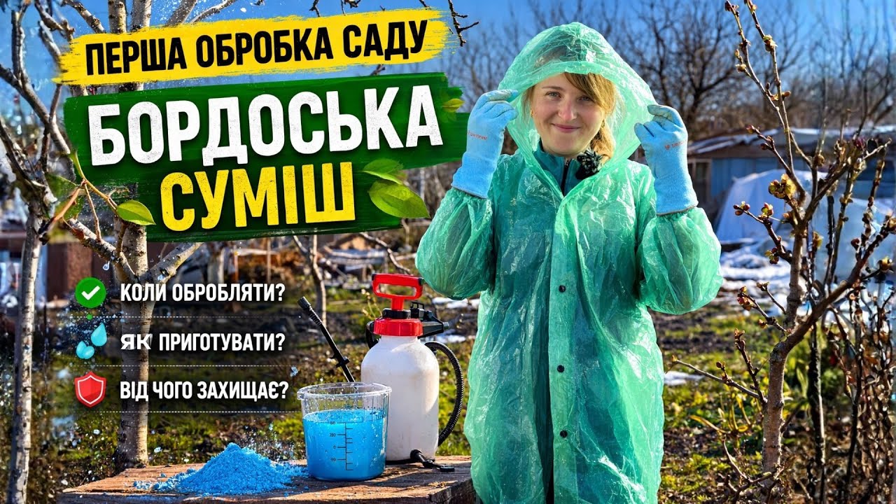 Перша обробка саду: чому Бордоська суміш - це вибір №1?