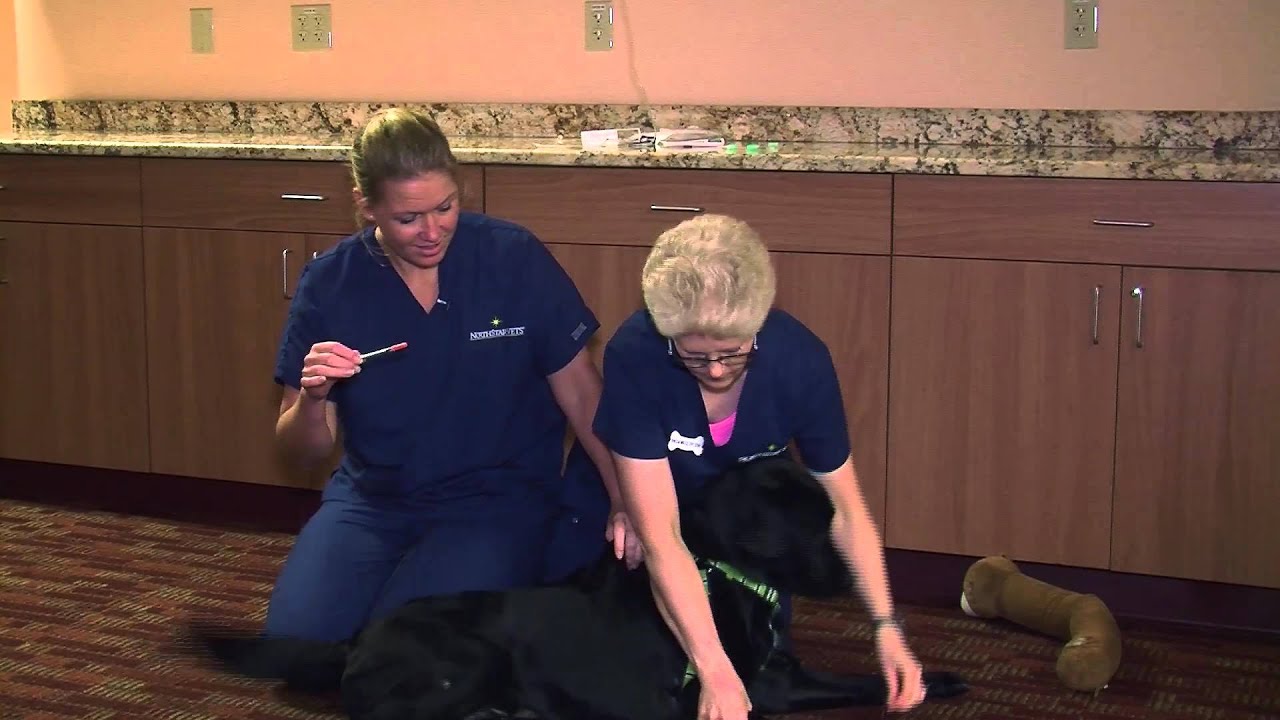 NorthStar VETS Paw Tips - Dosing Insulin