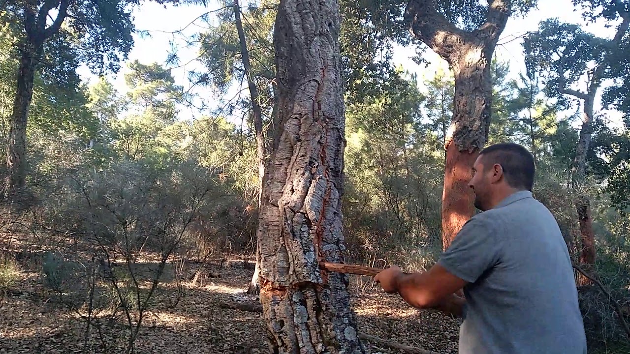 El bornizo del a&ntilde;o pasado.