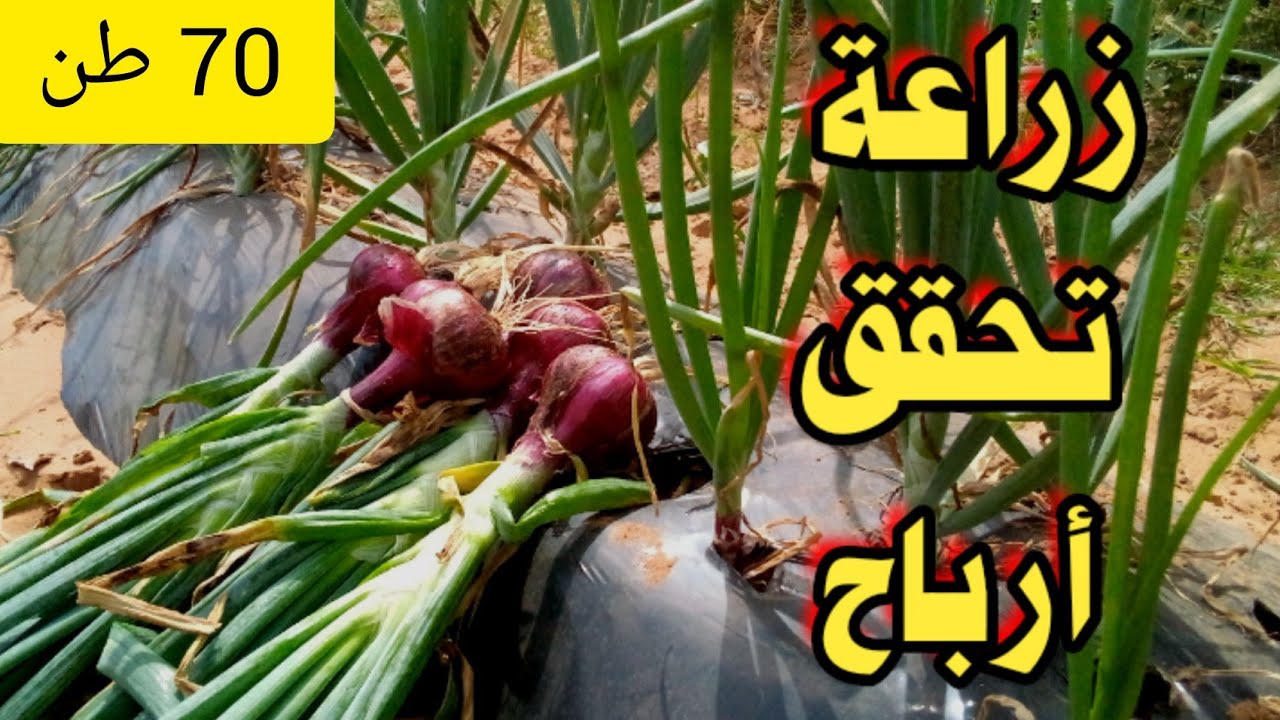 مشروع زراعي يحقق 9 ملايين من أرباح في هكتار واحد زراعة البصل في أقل من 3 أشهر
