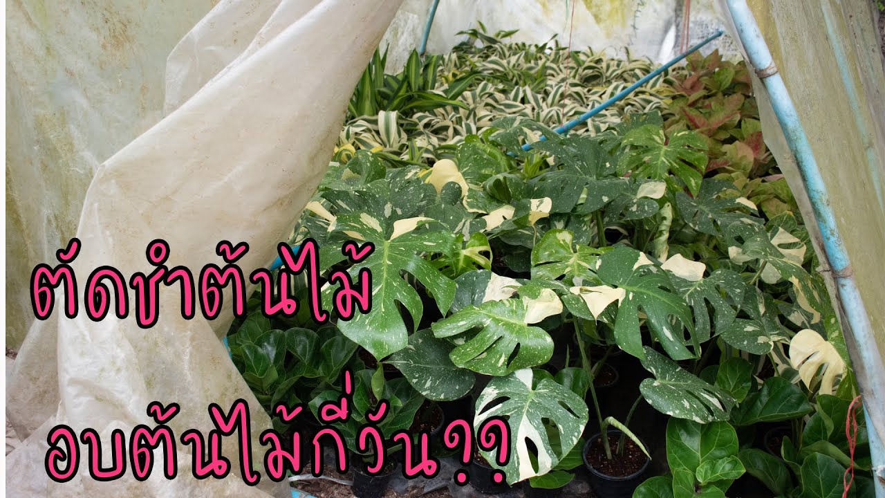 อบต้นไม้กี่วัน?? เมื่อไรที่เราควรเอาไม้ออกจากตู้อบ สวนลุงช้อย