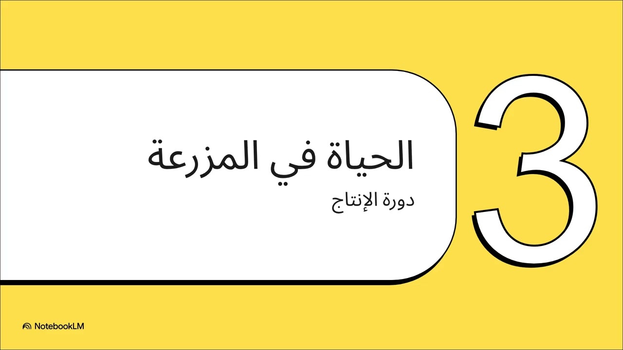 تربية النعام  بزنس الطيور الضخمة