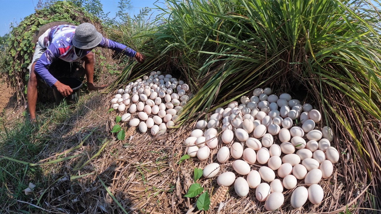 WOW WOW - A farmer pick a lot of duck eggs in gras in rice field near road