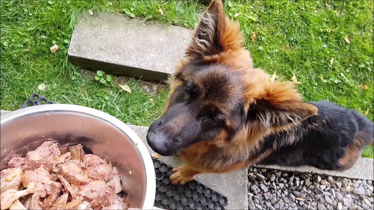 German Shepherd gets dinner/Owczarek Niemiecki dostaje obiad