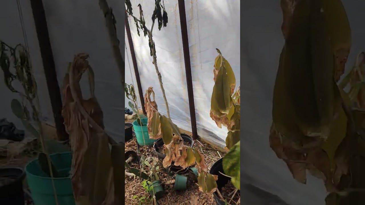 2026 Winter Damage in Greenhouse 