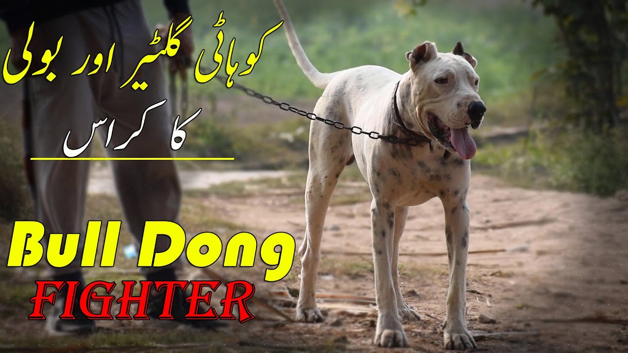 How To Train Your Dog For Fight - Guard Dog Training - Gull Dong Dog - Dog Price