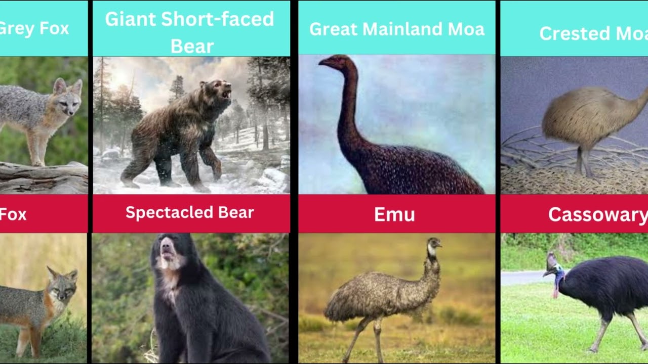 Animals That Look the Same but One Is Extinct and One Exists