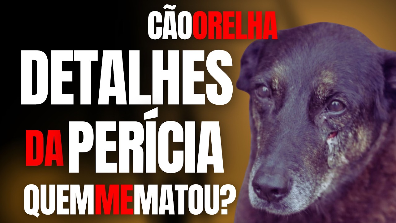 C&Atilde;O ORELHA - DETALHES DA PER&Iacute;CIA, QUEM MATOU O CACHORRO DE FLORIAN&Oacute;POLIS? - C/ ROSANGELA MONTEIRO