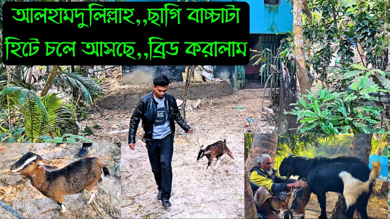 আলহামদুলিল্লাহ,,বড় বাচ্চা ছাগলটা হিটে আসছে ২৪ ঘন্টা পরে ব্রিড করালাম || Bird's Agro