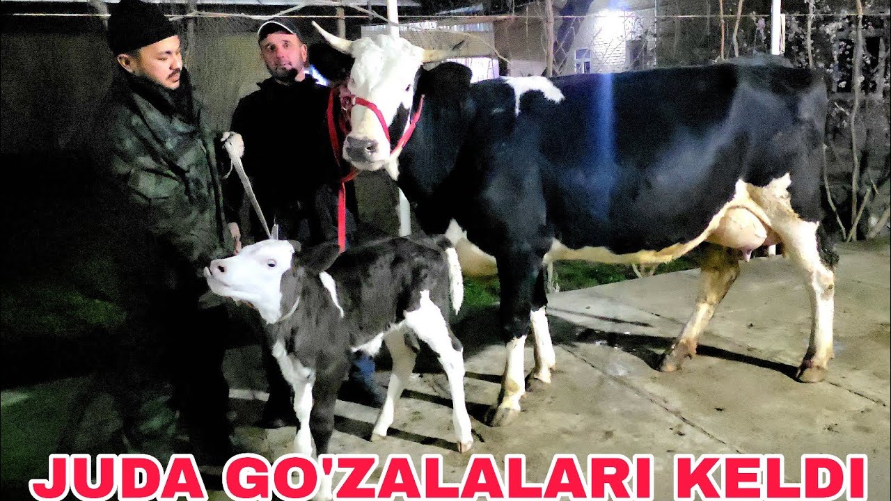 Buxoro arzonchisi Mizrobjon va Ashur akadan yangi partiya bo‘g‘ozlar va ona bola sigirlar 2 03 2026