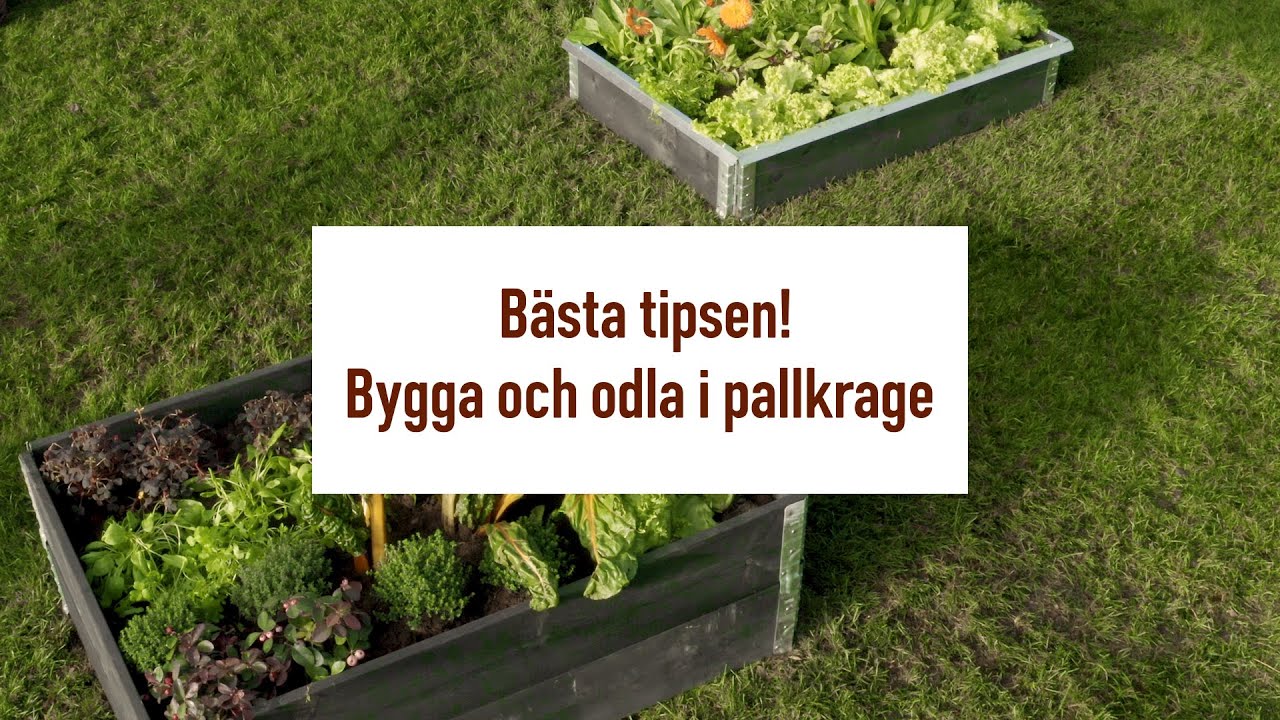 Bästa tipsen för att bygga och odla i pallkrage