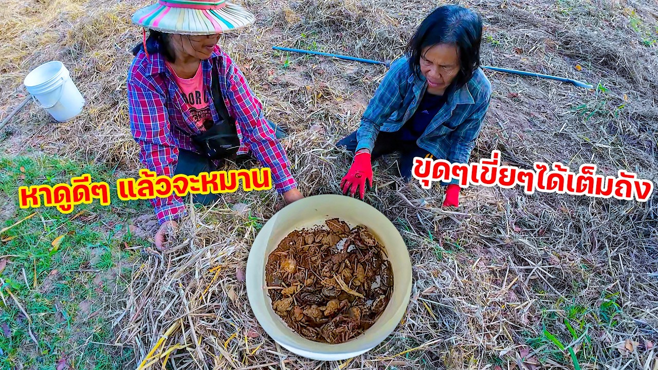 หาดูดีๆ แล้วจะหมาน ขุดๆเขี่ยๆได้เต็มถัง