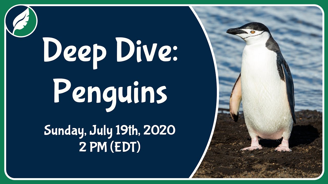 Deep Dive: Penguins