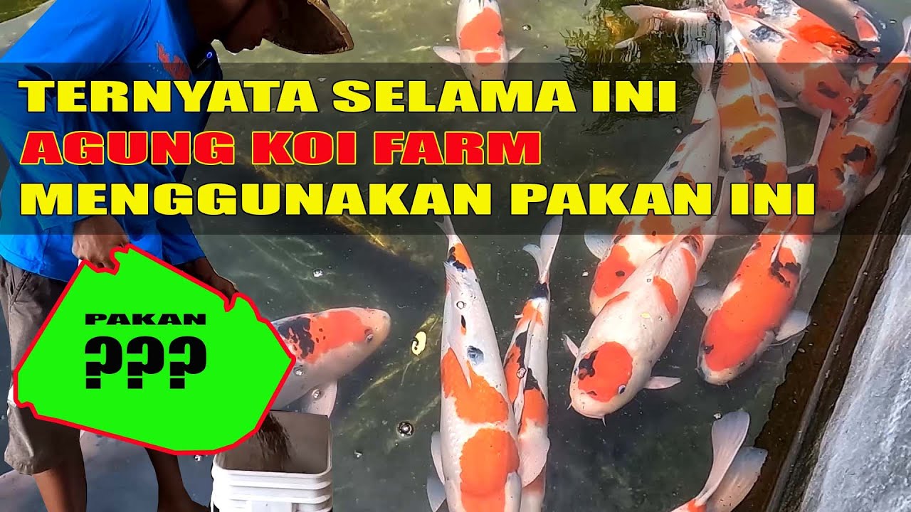 RAHASIA KOI LOKAL JUMBO & BULKY | INILAH PAKAN YANG DIGUNAKAN AGUNG KOI FARM KEDIRI