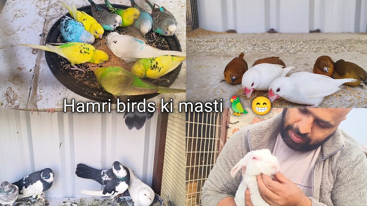 Hamari birds ki masti 🦜😁|Deepak pet House| |#trending ||#viral|#vlog|#birds | 