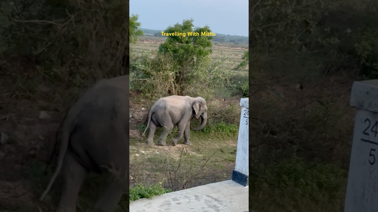 Elephant🐘😍 #nature #srilankantamilvlog #travel #travelvlog #elephant #elephants #beauty #traveling