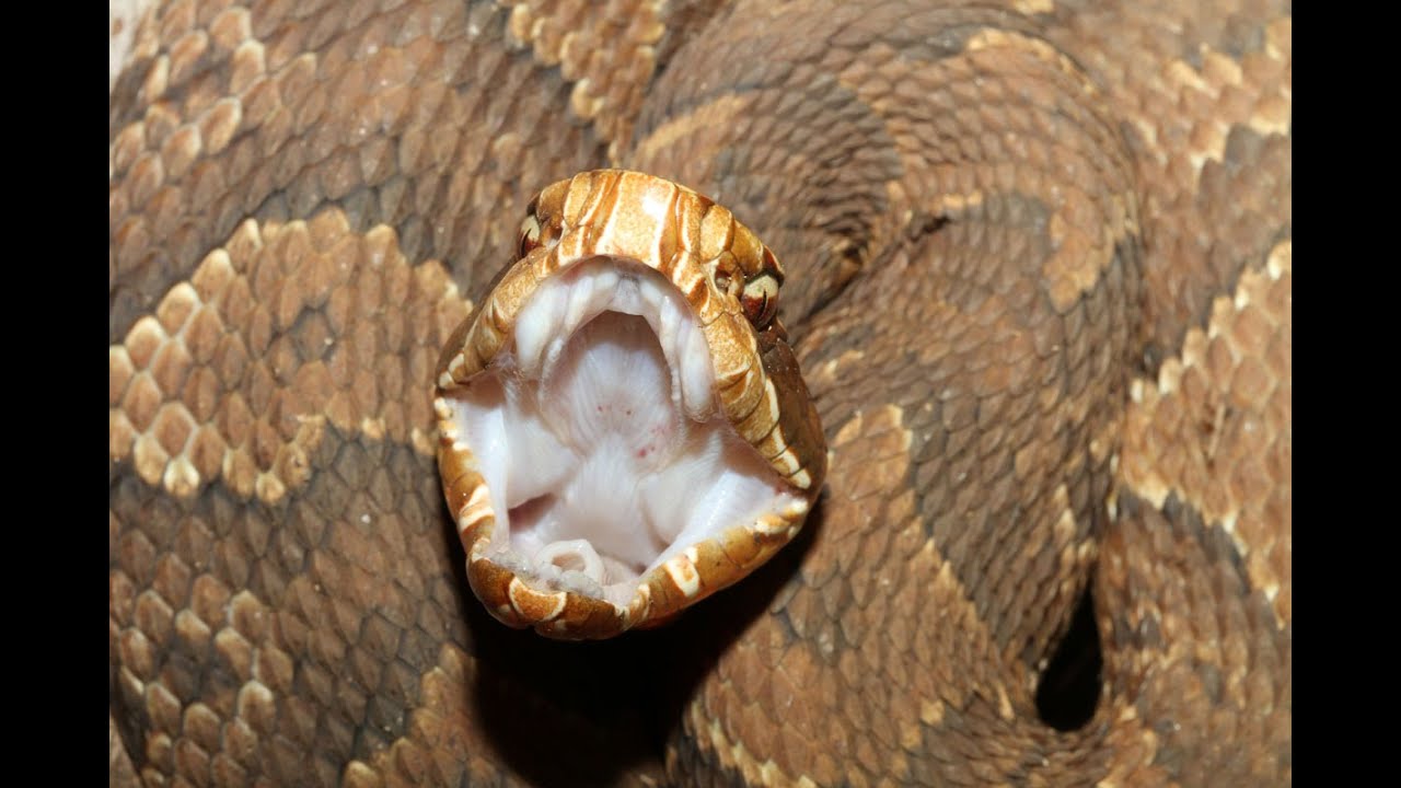 Cottonmouth Venom Extraction