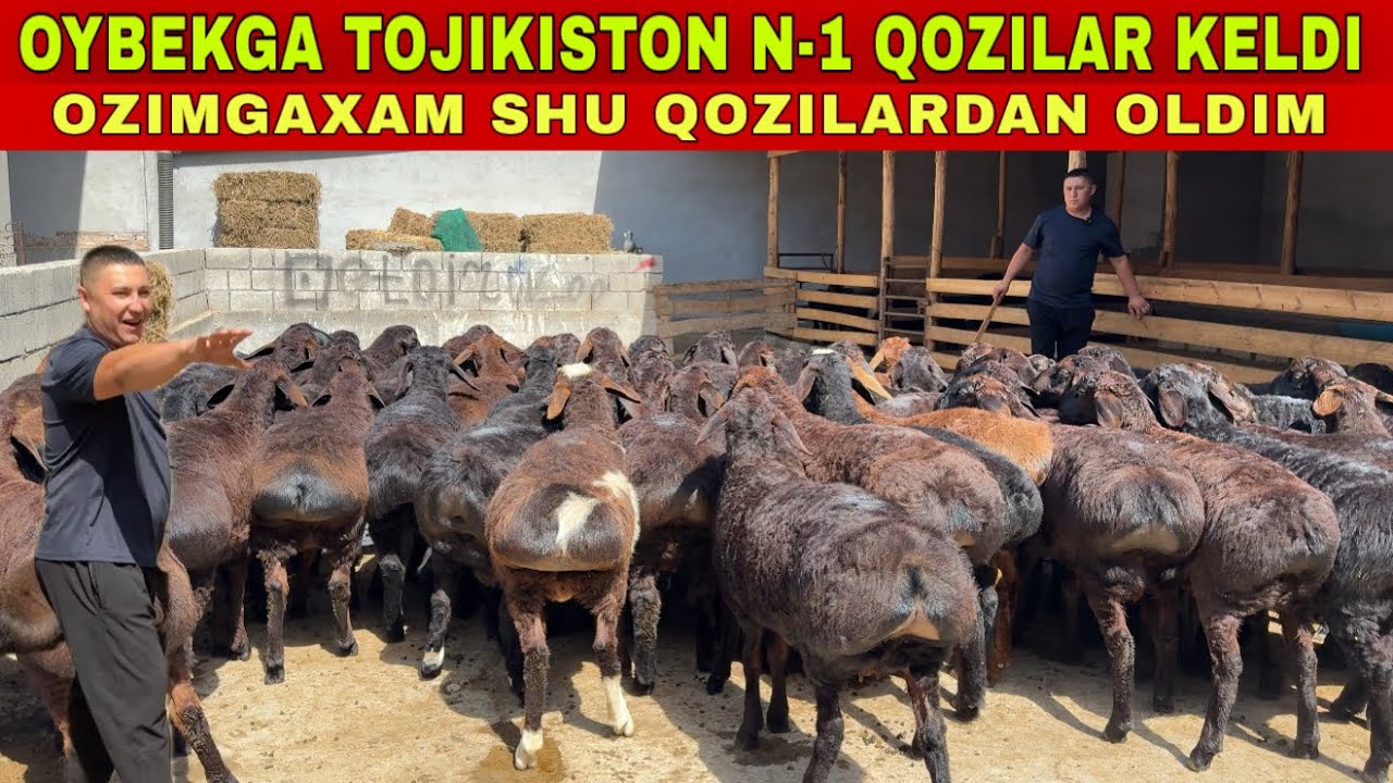 OYBEKGA 250 TA TOJIKISTON XSORI QOZILARI KELDI OZIMGAXAM OLDIM