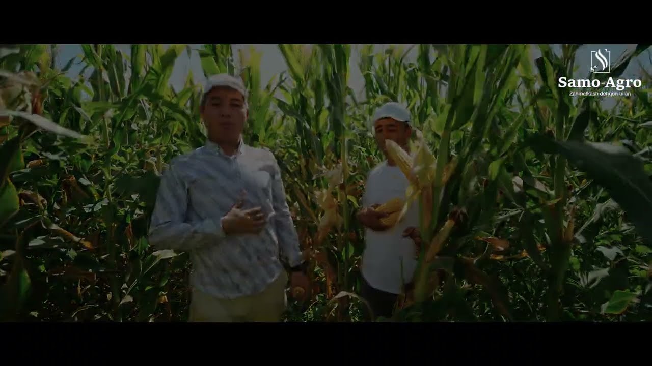 Makkajo'xori ZP 707 2023 +998933464343 @SamoAgro