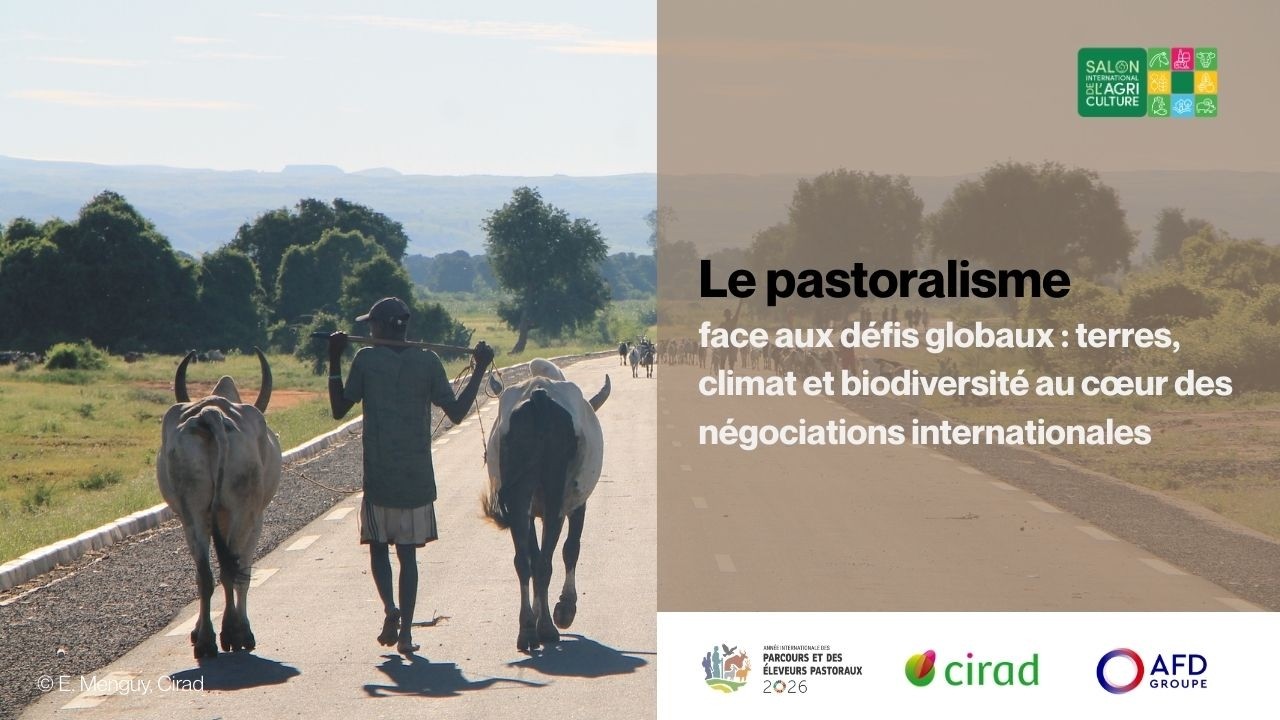 Pastoralisme et défis globaux: terres, climat, biodiversité au cœur des négociations internationales