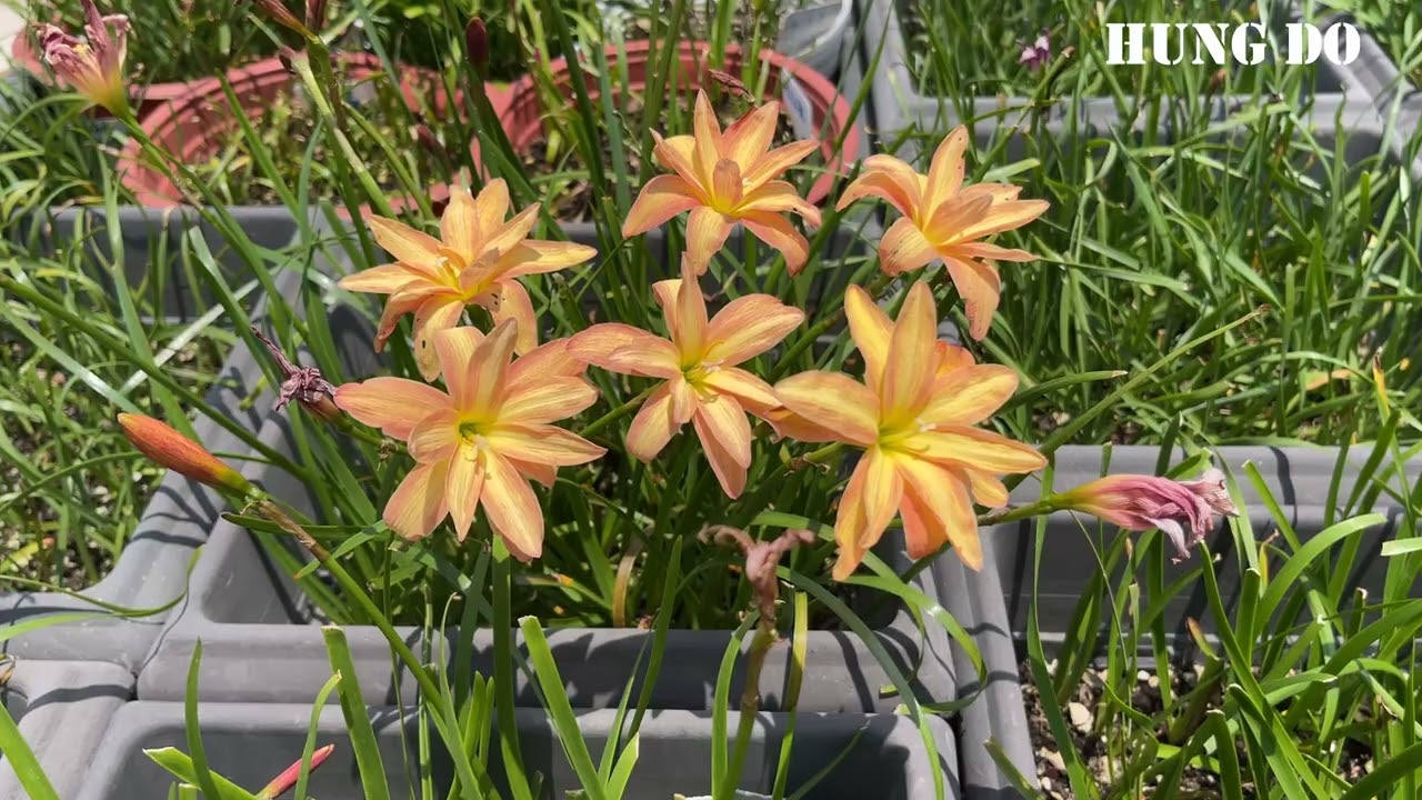 HD Hybrid Flower