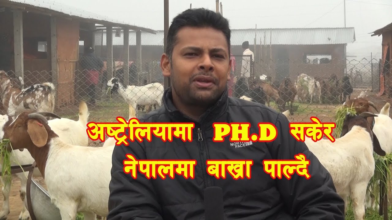 बाख्रा पालेर मासिक लाखौ कमाउछु || Boer Goat Farm In Nepal  ||  Boer Goat Farming in Nepal || Boyar