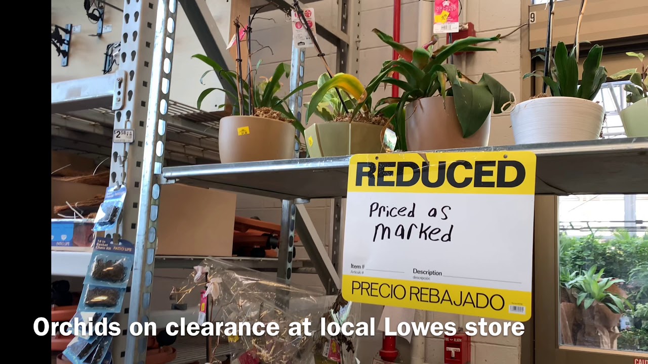 Buy these Orchids now - Don&rsquo;t ignore them!!!