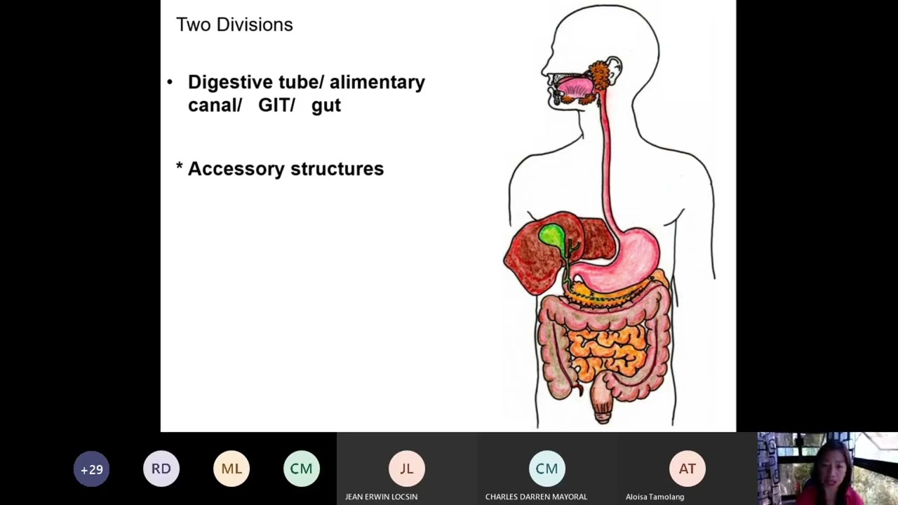 The Digestive System