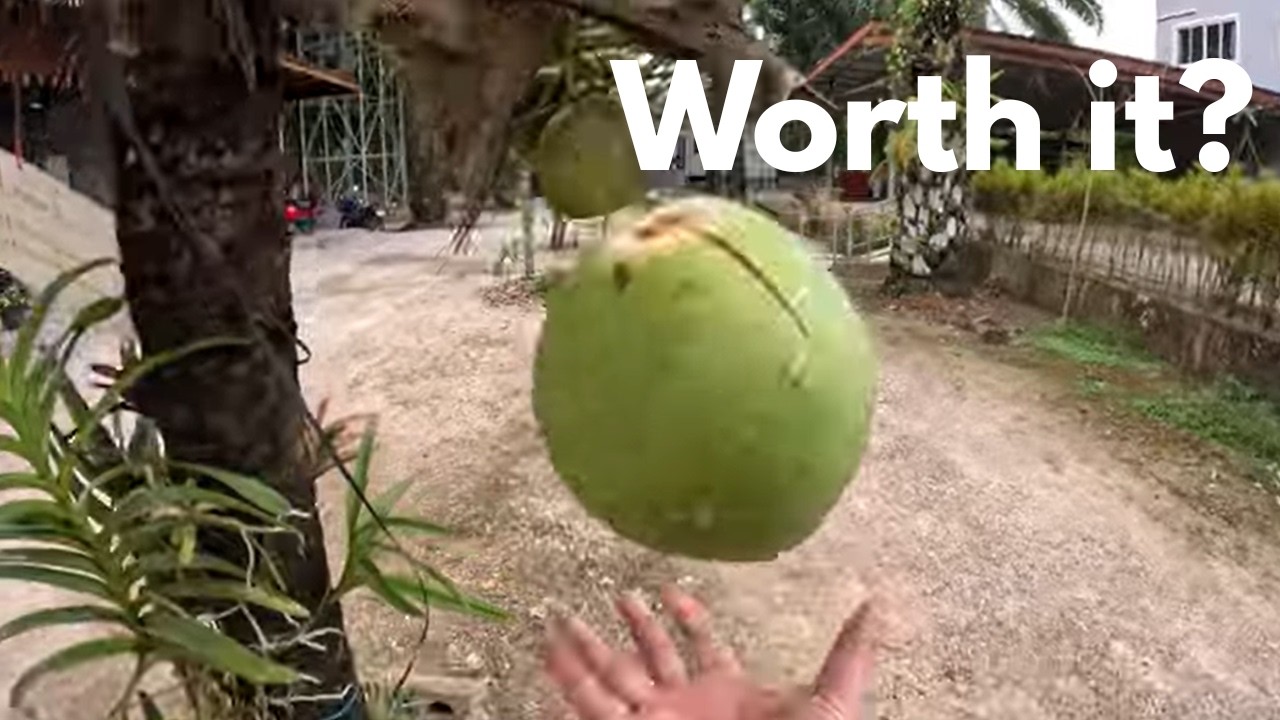Walking Through Khao Sok by Day — Calm Walking Tour 4K