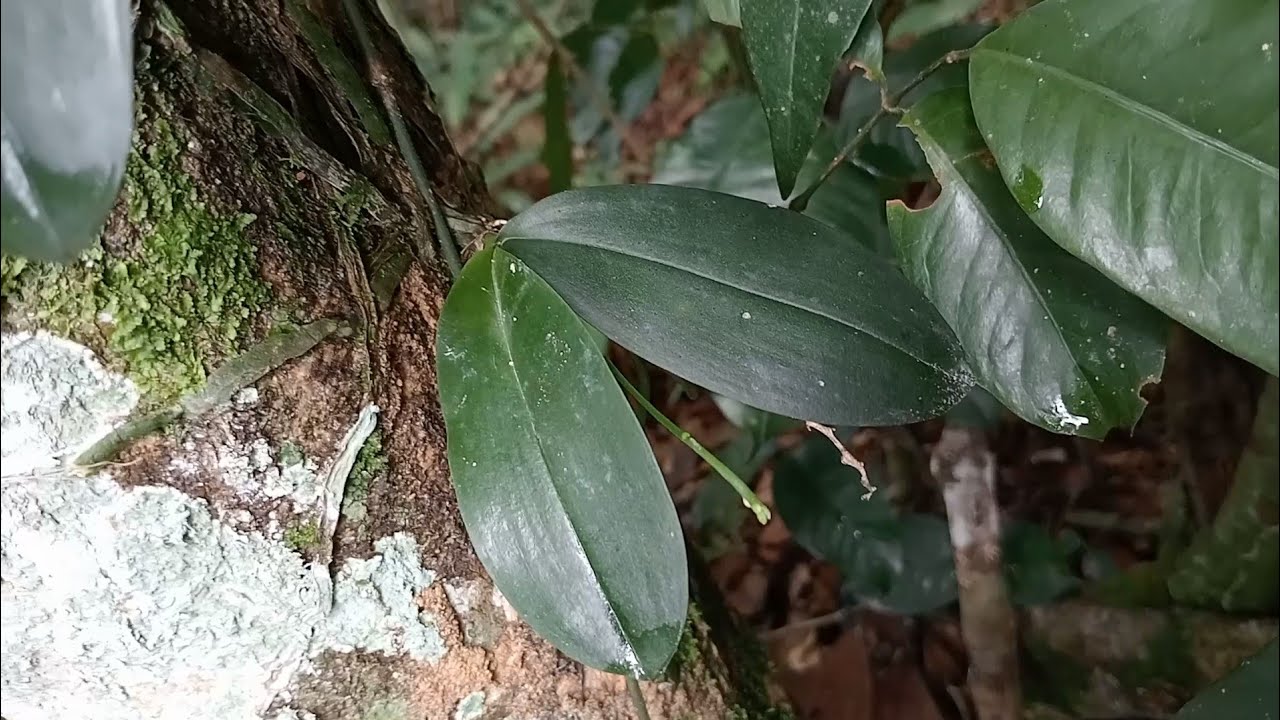 Orchid's in Nature: Exploring Orchids at the Way Rilau Research Station