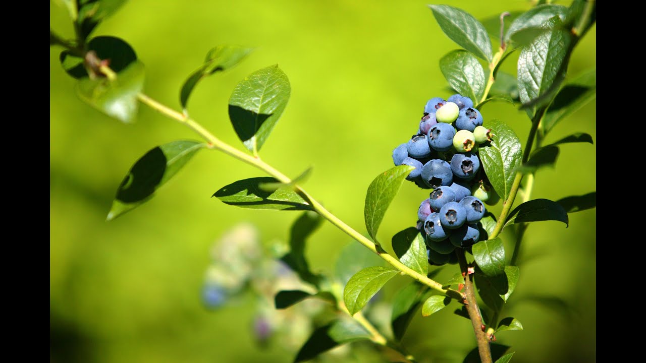 Mondini Plantas: Como cultivar Mirtilo (blueberry)