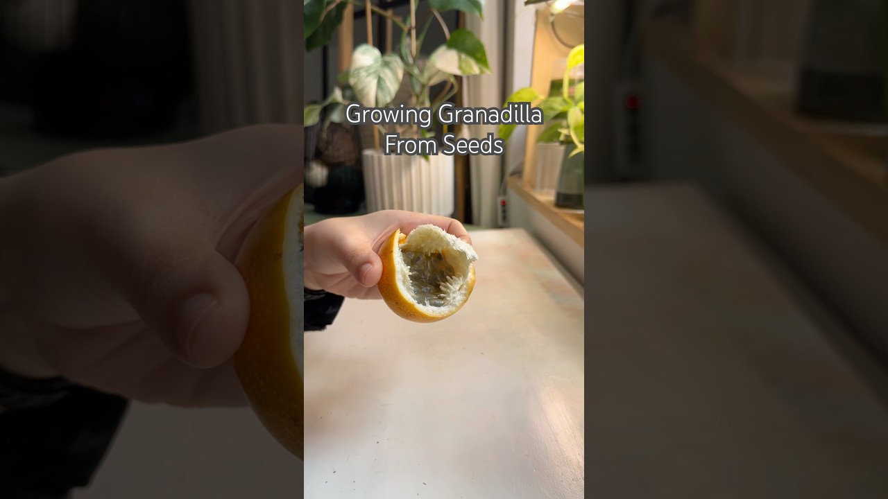 Growing Granadilla #shorts #fruit #snack #experiment #propagation #indoorplants #garden #plants