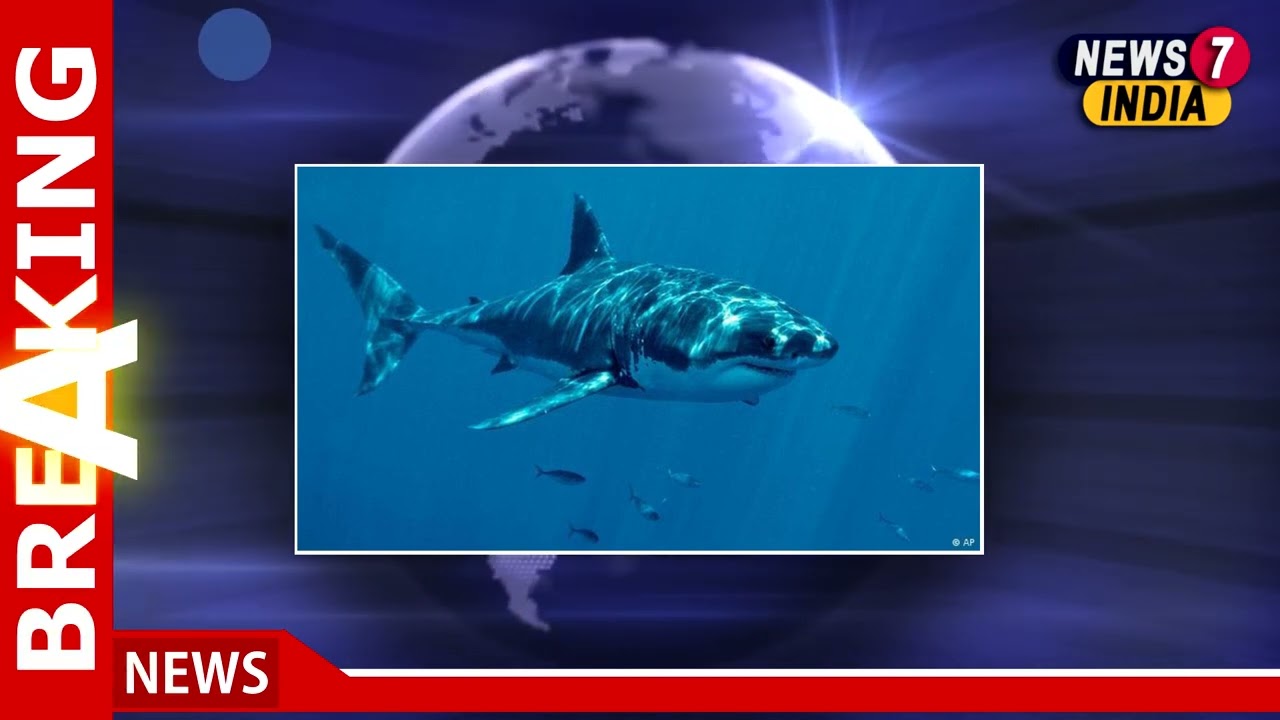 Two women killed in shark attacks in Egypt&rsquo;s Red Sea