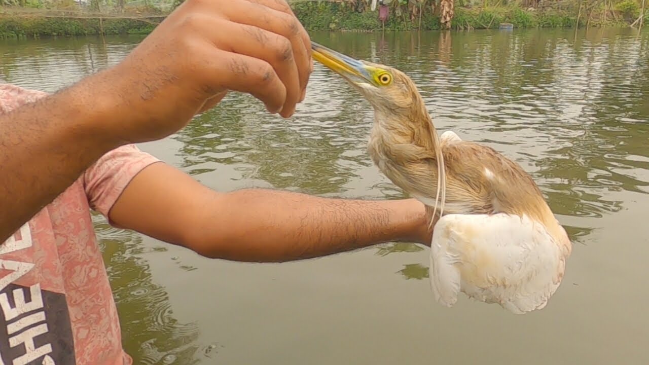 Village Boy Rescue Pond Heron And Free In Nature | Please Protect All Birds And Animal