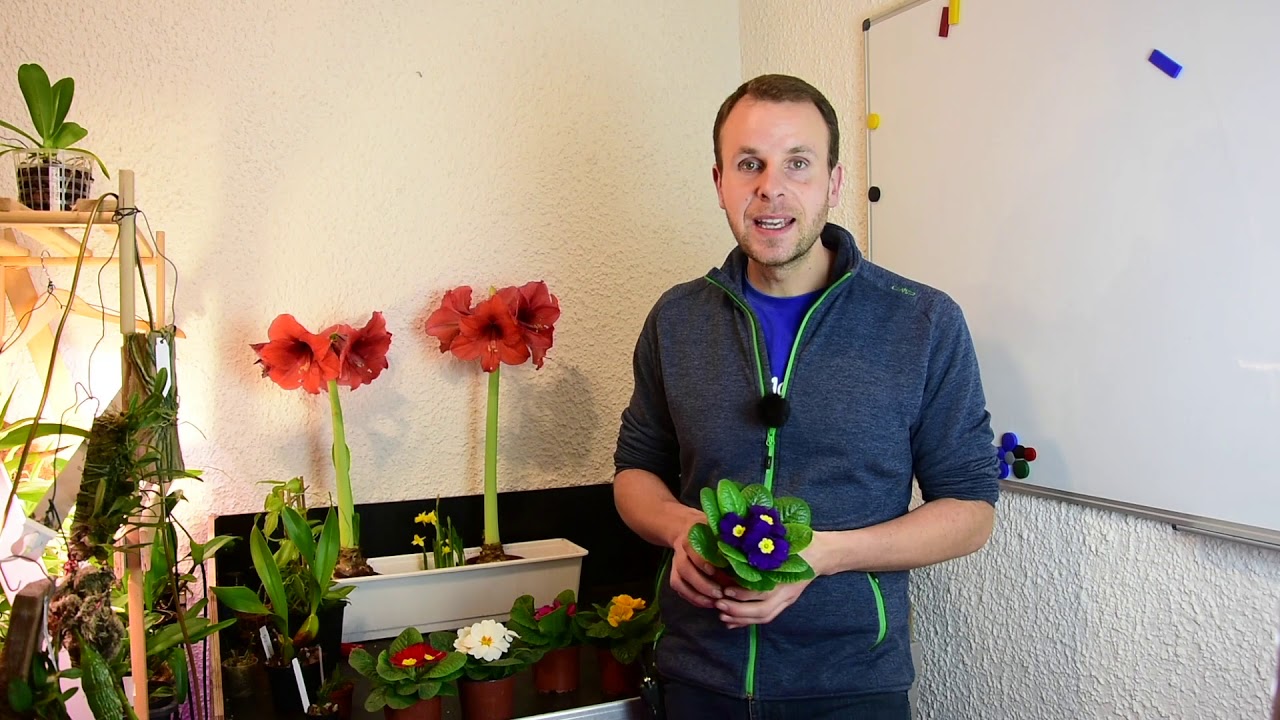 Garten- Primel richtig pflegen - Stängellose Schlüsselblume - Primula vulgaris - Epische Fakten